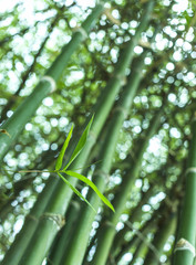 Green bamboo leaves ( bambusa multiplex variegated).
