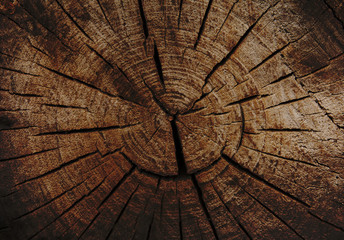 Struktura drewna. Tło