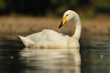 Obraz premium cigno selvatico