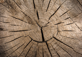 Struktura drewna. Tło - obrazy, fototapety, plakaty