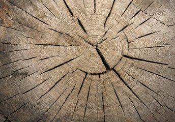 Struktura drewna. Tło - obrazy, fototapety, plakaty