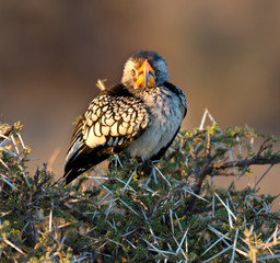 view of billed hornbill perched in a tree, Namibia