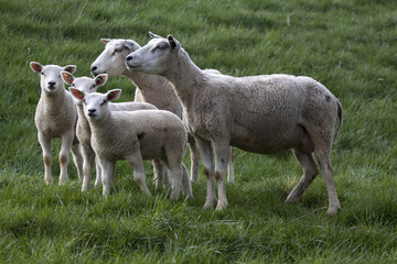 Young lambs in the spring and a mother sheep