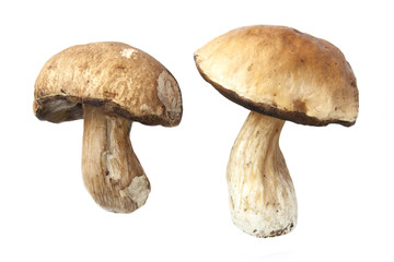 Ripe boletus
