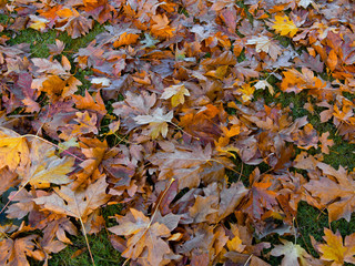 Abstract background of autumn leaves.