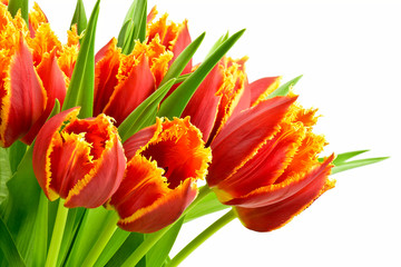 Bukiet tulipanów - obrazy, fototapety, plakaty