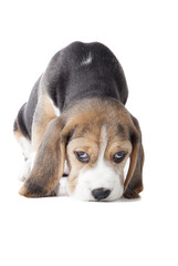 beagle puppy sniffing the surface isolated on white background