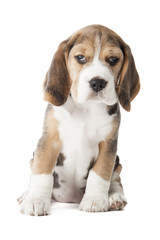 beagle puppy sniffing the surface isolated on white background