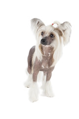 Chinese crested dog isolated with a white background in studio