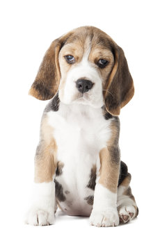 beagle puppy sniffing the surface isolated on white background