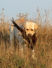 yellow labrador with pheasant