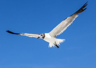 seagull on blue sky background