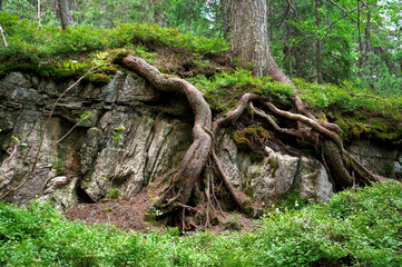 The roots of an old tree and green undergrowth