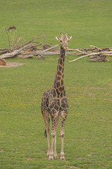 Giraffes