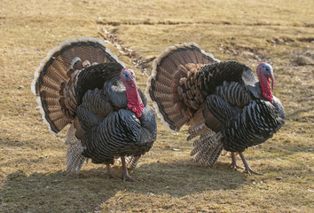 Turkey
