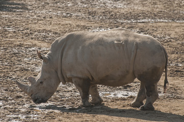 Obraz premium Rhinoceros