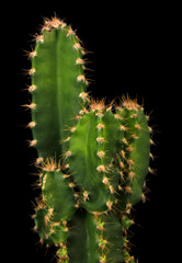 Cactus, isolated on black