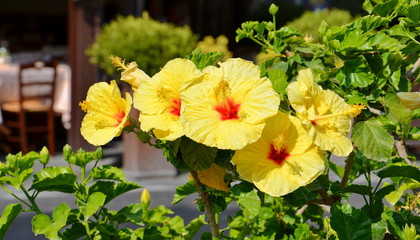 Yellow hibiscus flowers