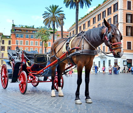 Horse pulling carriage for tourists