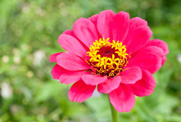 Obraz premium Zinnia