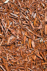 Background of natural wood shavings