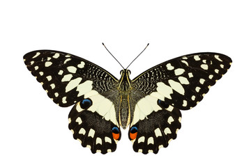 Top view of Lime butterfly in white background