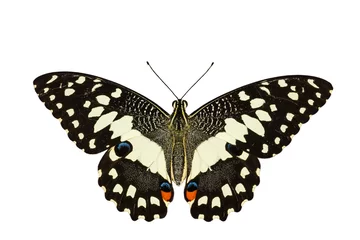 Crédence de cuisine en verre imprimé Papillon Top view of Lime butterfly in white background