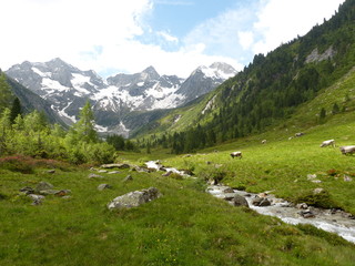 Fototapeta na wymiar Berglandschaft mit Wildbach und Grauvieh