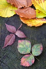Naklejka na ściany i meble Autumn red raspberry leaf