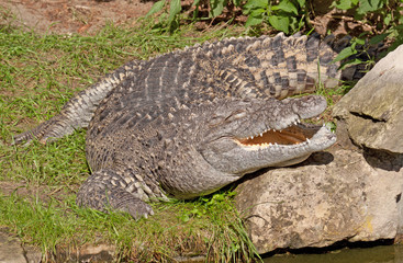 crocodile