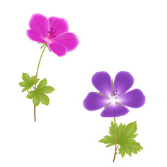 Two geranium flowers