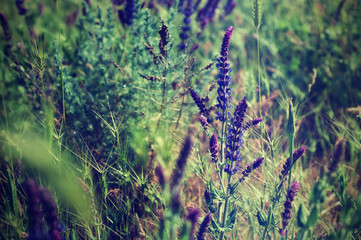Violet  meadow flower