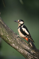 Great-spotted woodpecker, Dendrocopos major