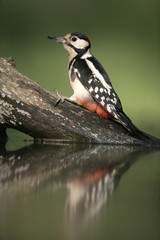 Great-spotted woodpecker, Dendrocopos major