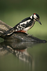 Great-spotted woodpecker, Dendrocopos major