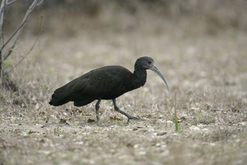 Green ibis,  Mesembrinibis cayennensis