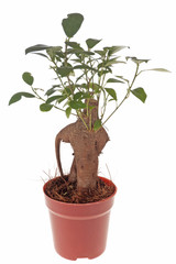 Bonsai Ficus Tree