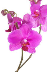 Beautiful purple orchid