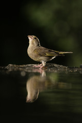 Greenfinch, Carduelis chloris