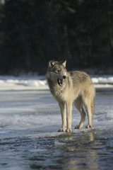 Grey wolf, Canis lupus