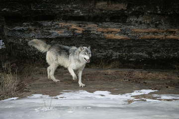 Grey wolf, Canis lupus