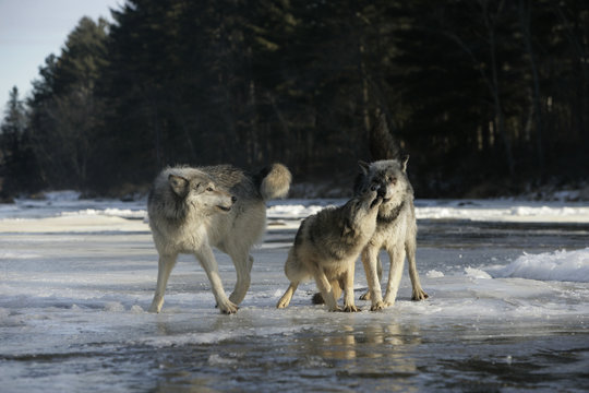 Grey wolf, Canis lupus