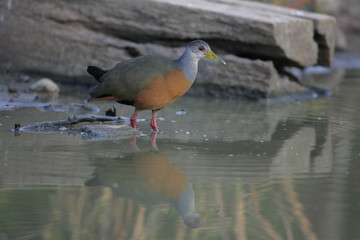 Grey necked wood rail,  Aramides cajanea