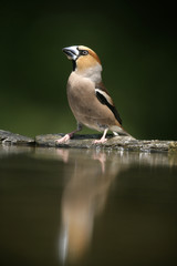 Fototapeta premium Hawfinch, Coccothraustes coccothrauste