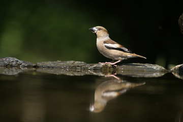 Hawfinch, Coccothraustes coccothrauste,