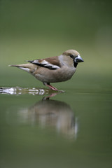 Hawfinch, Coccothraustes coccothrauste,