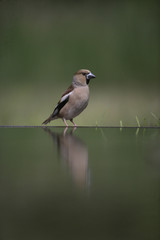 Hawfinch, Coccothraustes coccothrauste,