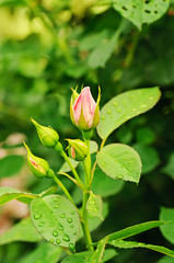 Pink  rose bud