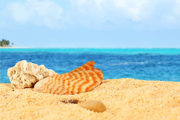 Fototapeta na wymiar Shell and coral on the beach