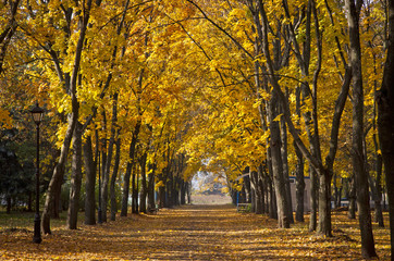 Naklejki  Chodnik ogrodowy z malowniczymi jesiennymi drzewami
